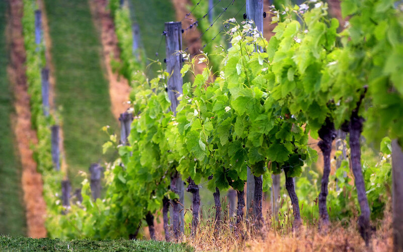Rows of grapevines in a vineyard
