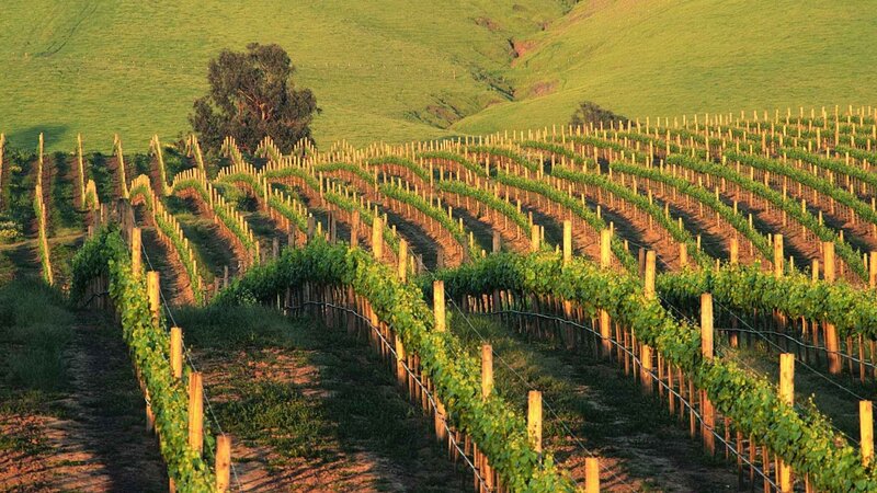 Rows of grapevines in a vineyard