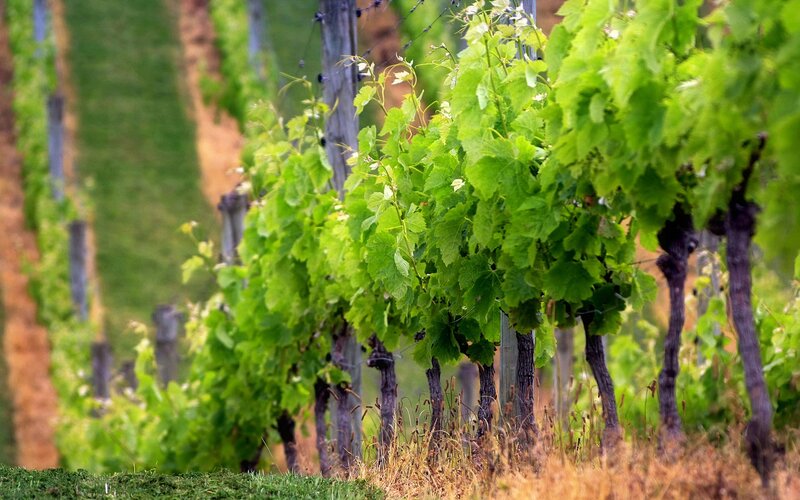 Rows of grapevines in a vineyard
