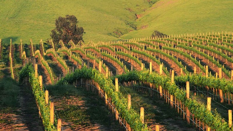 Rows of grapevines on a hillside