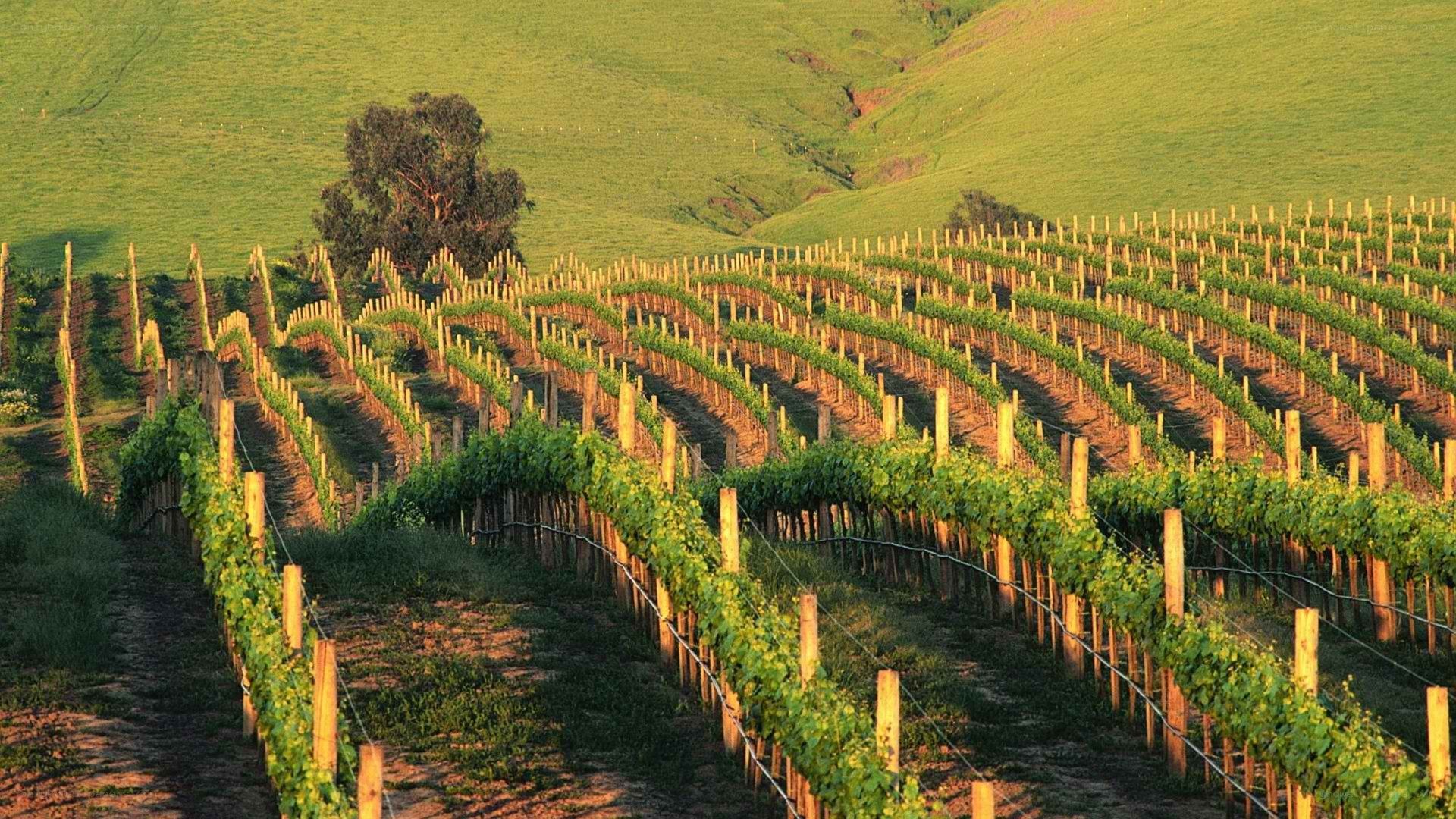 Rows of grapevines on a hillside