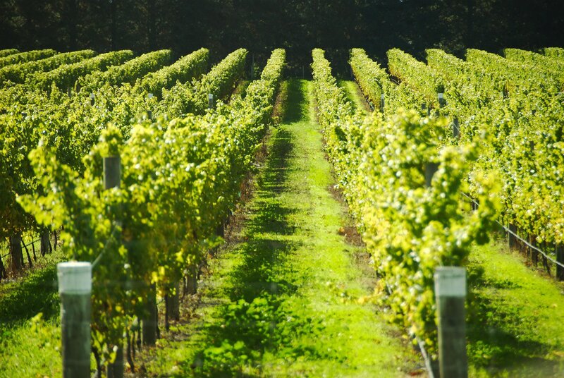 Rows of Grapevines