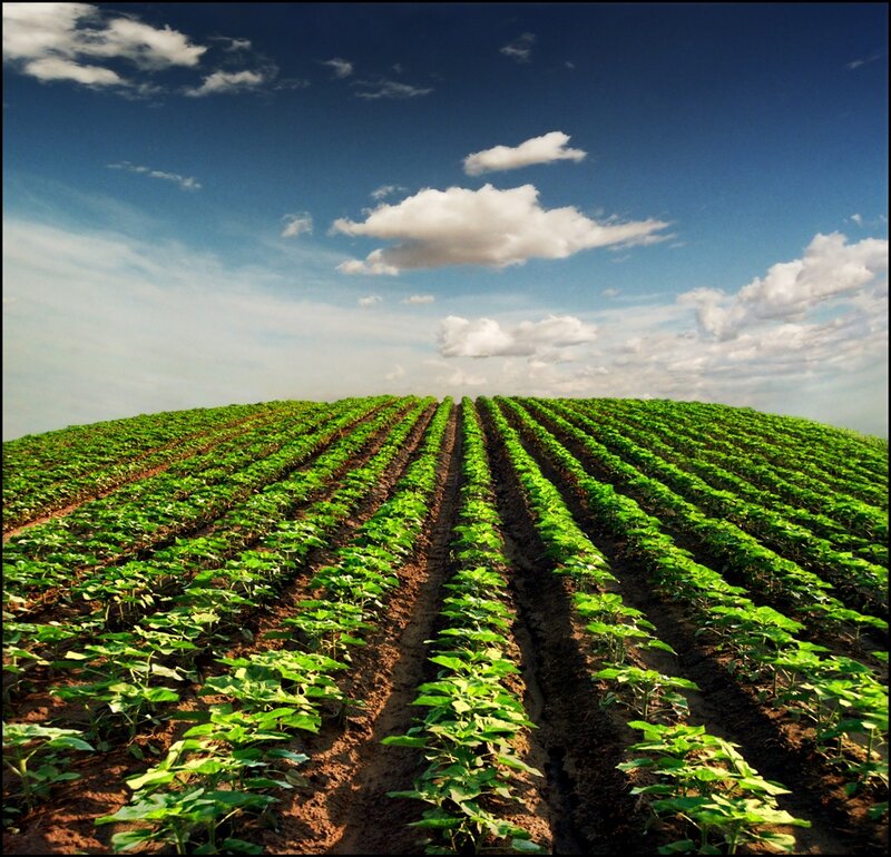 Rows of green crops in a field