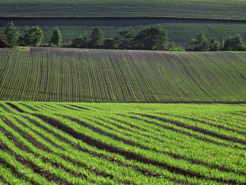 Rows of green crops on a hillside