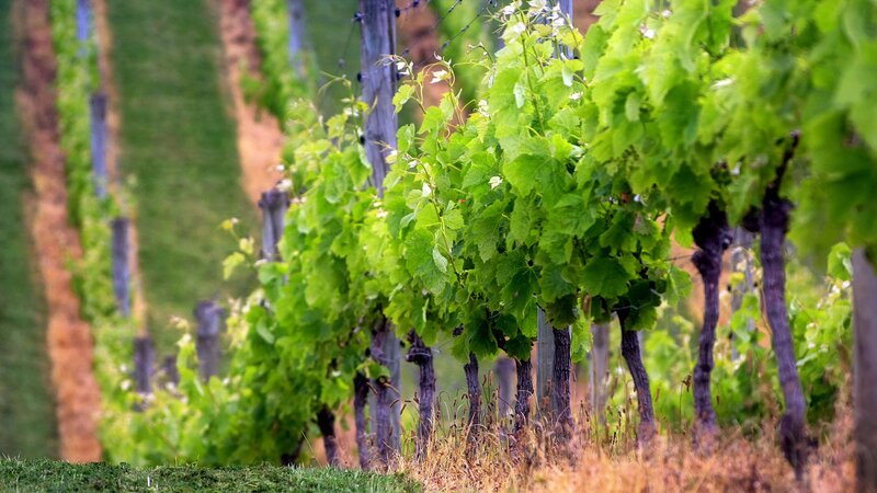 Rows of green grapevines in a vineyard