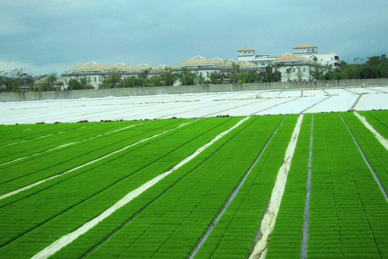 Rows of Green Rice Seedlings