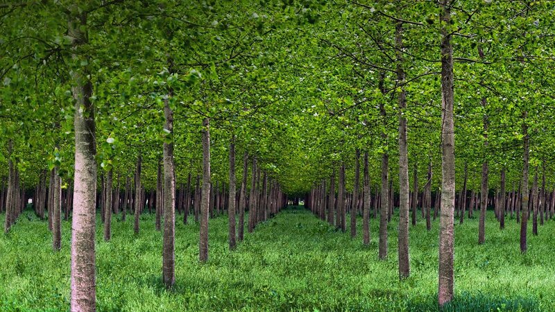 Rows of Green Trees