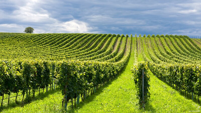 Rows of green vines in a vineyard