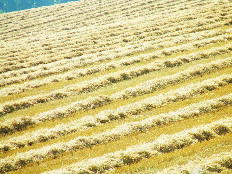 Rows of harvested hay in a field