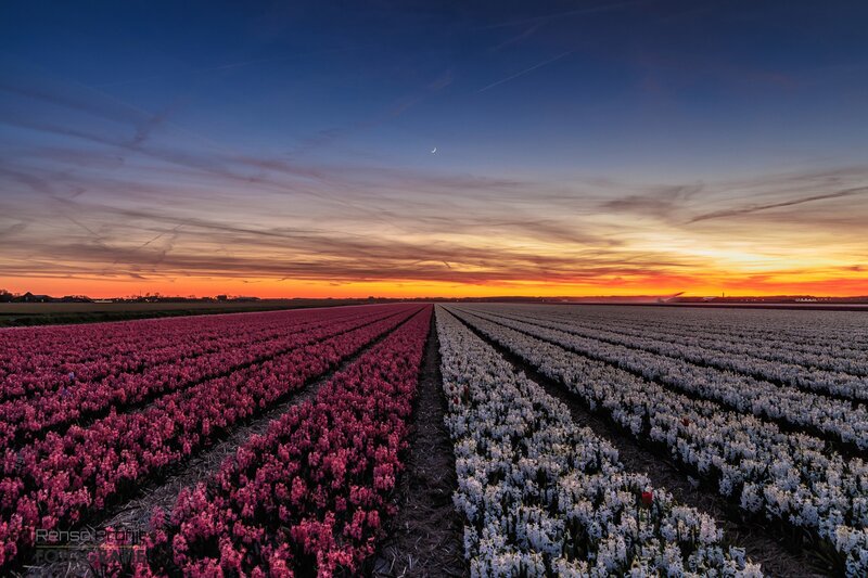 Rows of Hyacinth Flowers — Pink