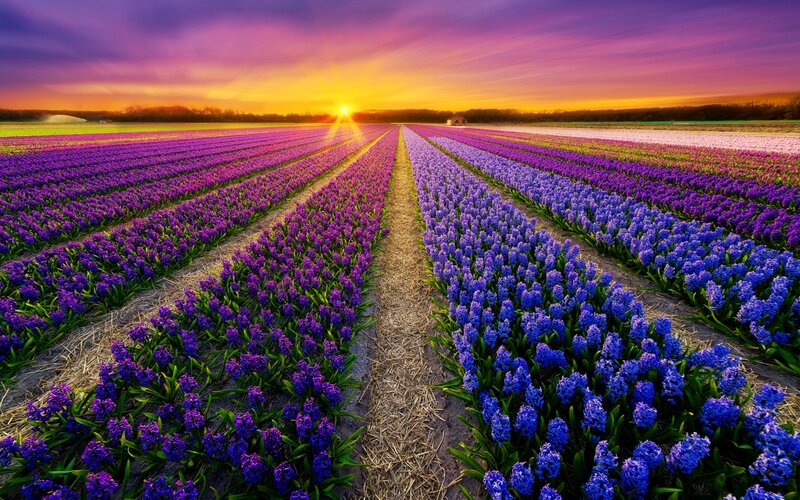Rows of Hyacinth Flowers — Purple