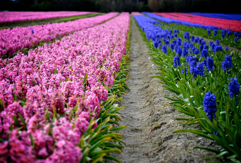 Rows of Hyacinth Flowers