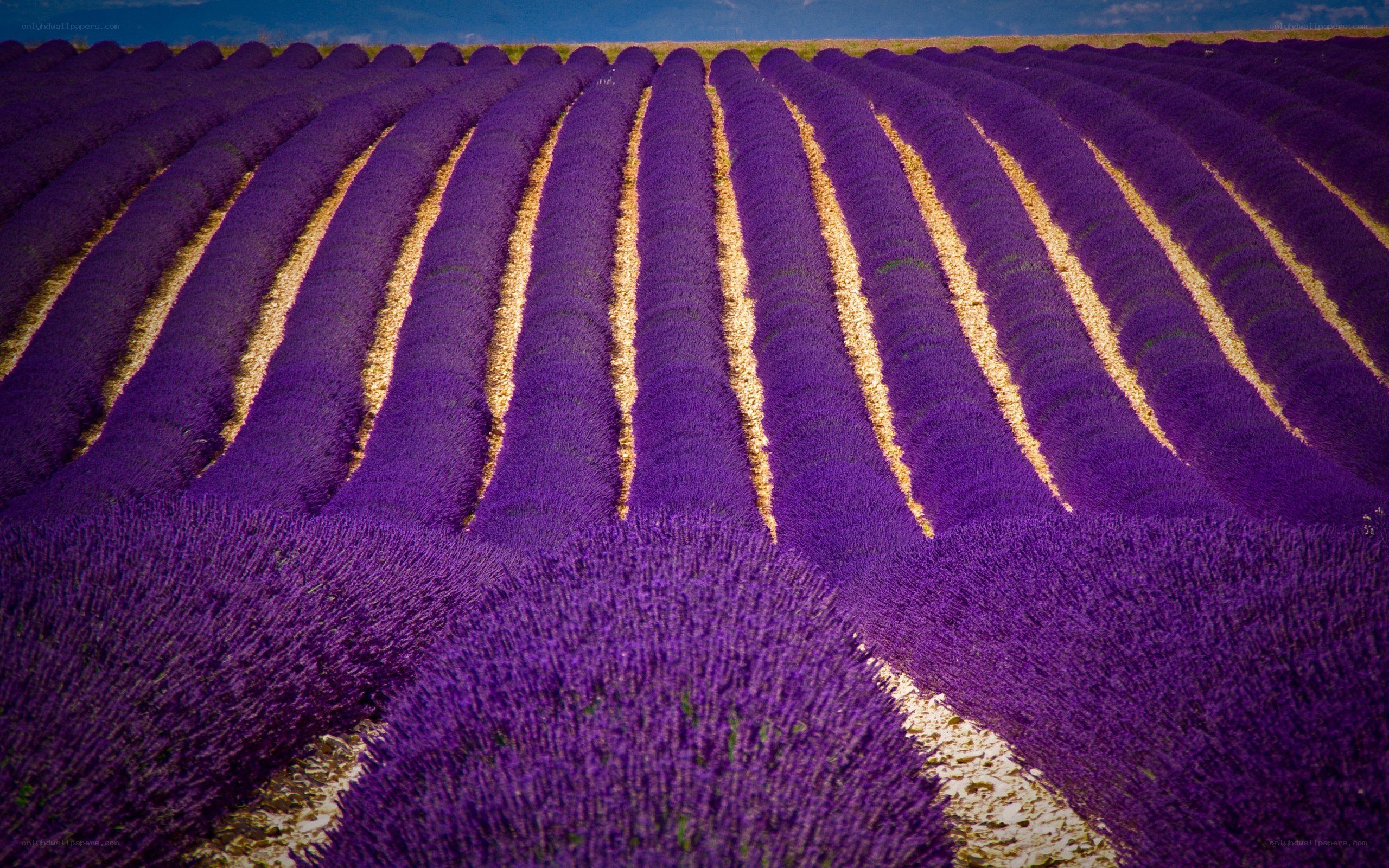 Rows of lavender field