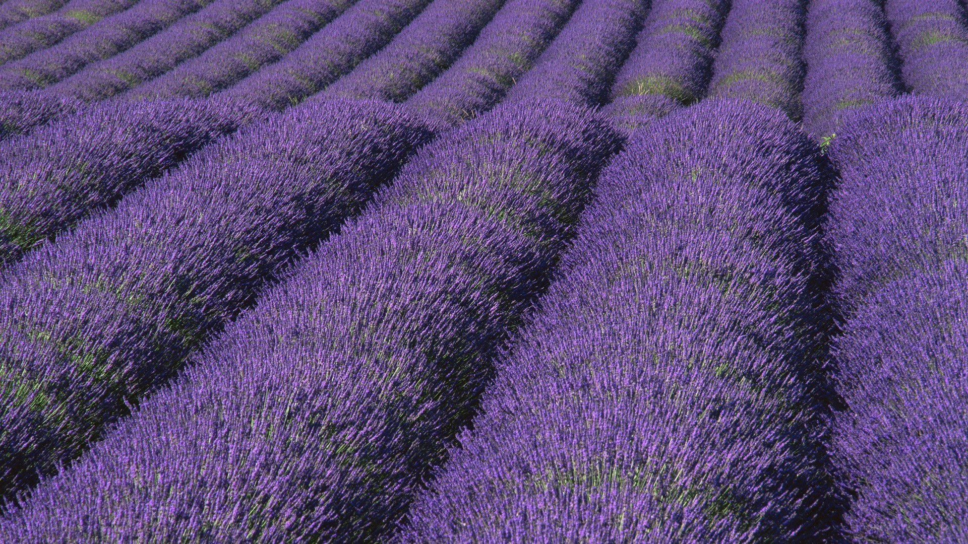 Rows of lavender field