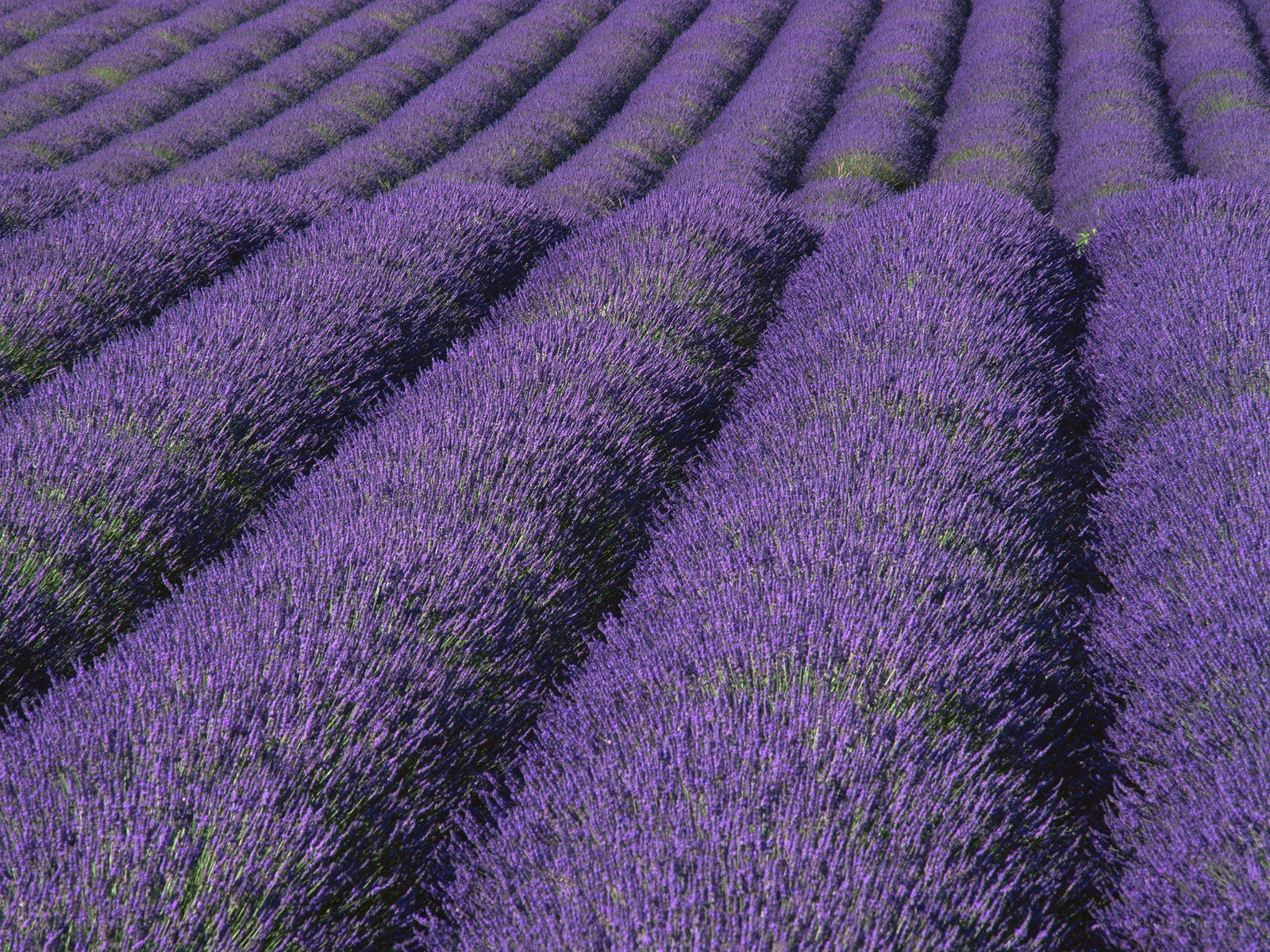 Rows of lavender field