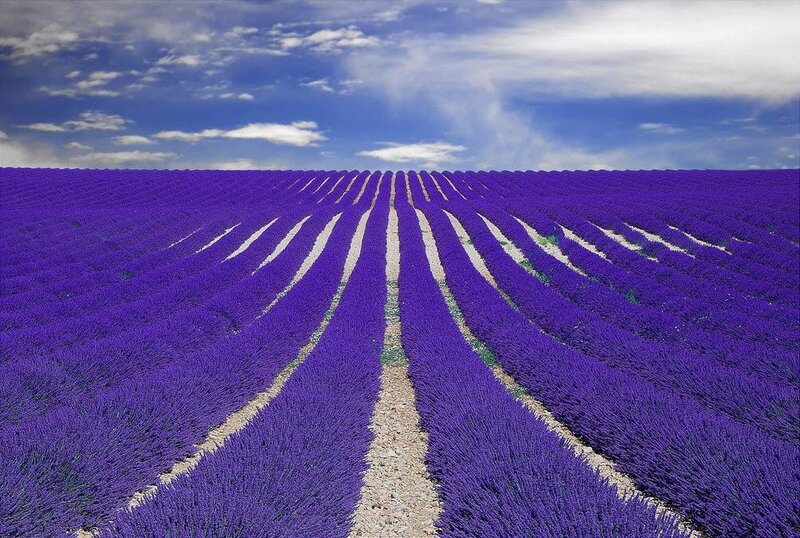 Rows of lavender field