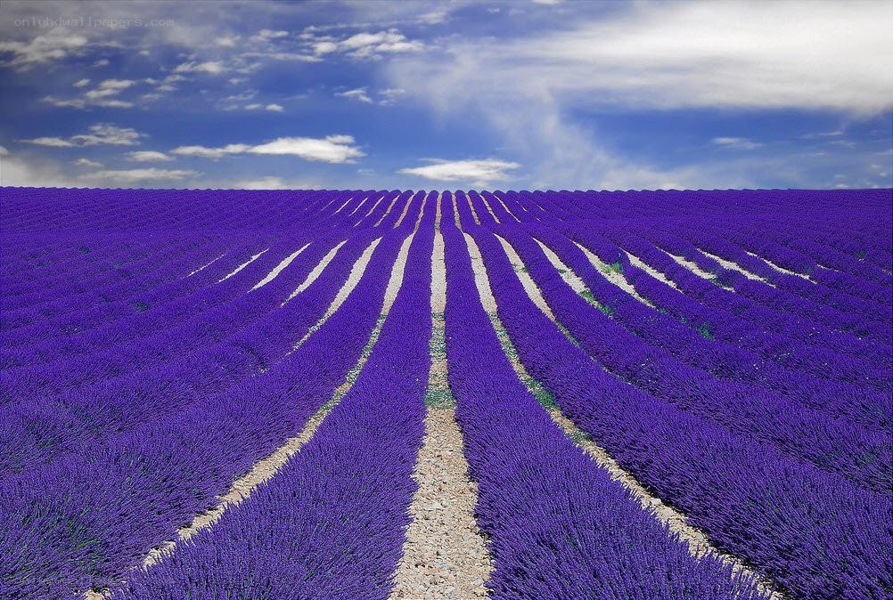 Rows of lavender field