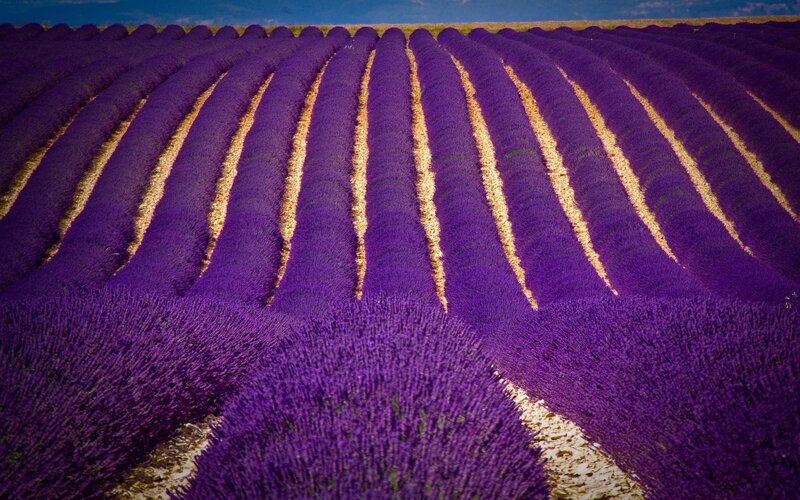 Rows of Lavender Field — Purple