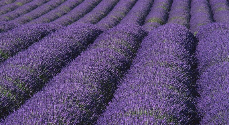Rows of lavender field
