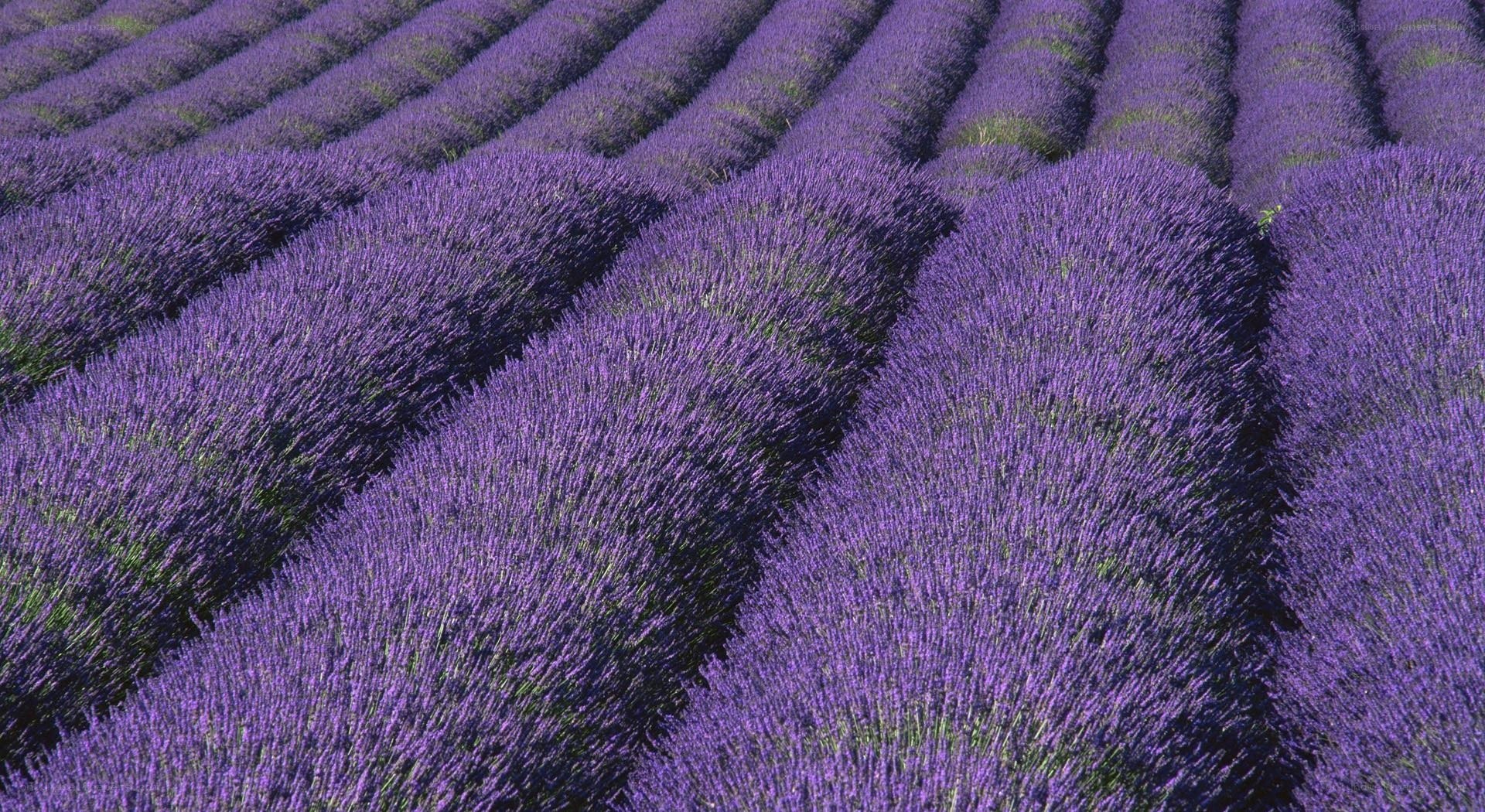 Rows of lavender field
