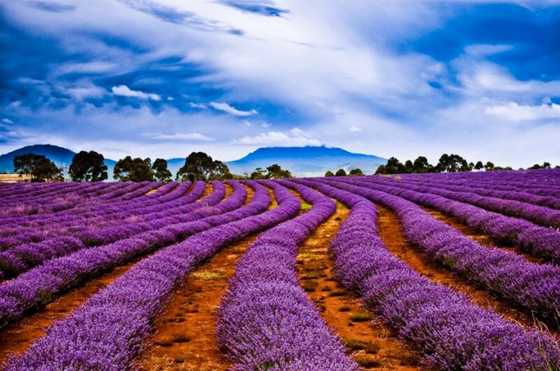 Rows of Lavender Fields