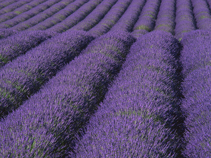 Rows of Lavender Flowers — Purple