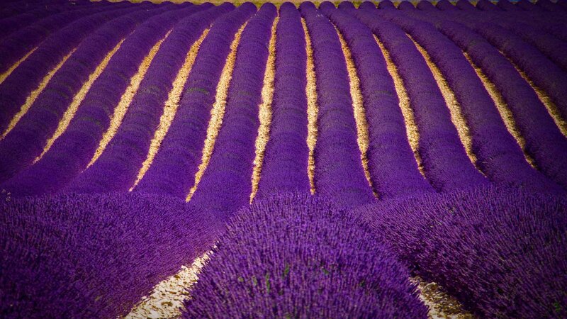Rows of Lavender Flowers