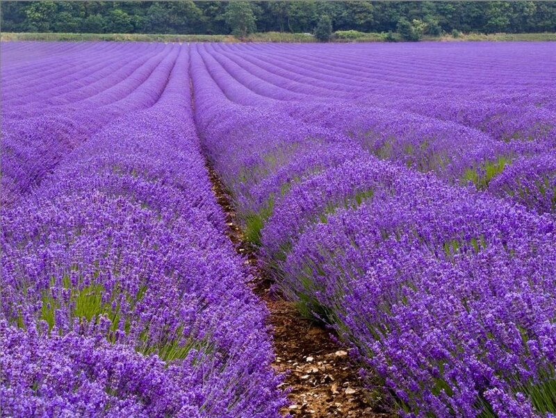 Rows of lavender in a field