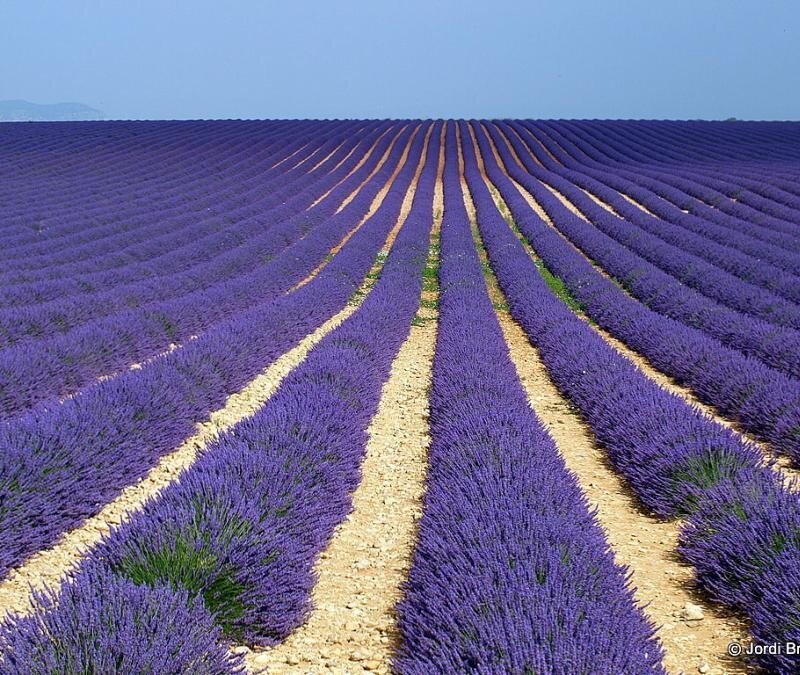 Rows of lavender in a field