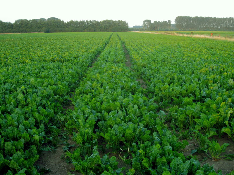 Rows of Leafy Green Crops