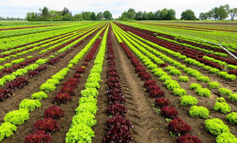 Rows of lettuce in a field