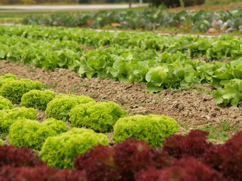 Rows of lettuce in a garden