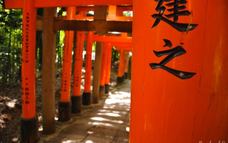 Rows of Orange Torii Gates — Serene