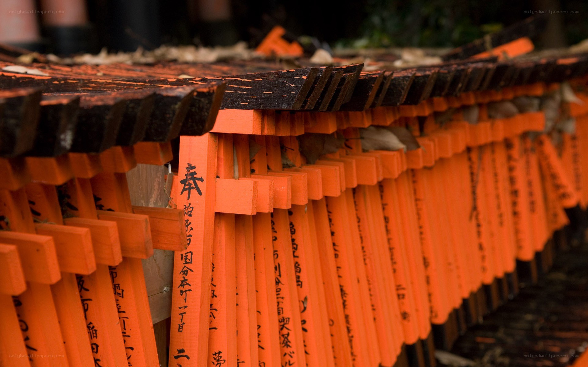 Rows of orange torii gates