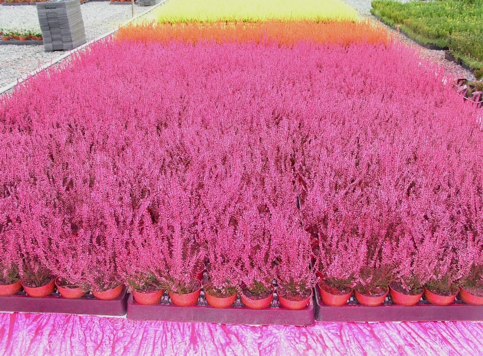 Rows of pink flowering plants