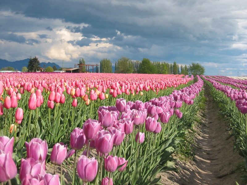 Rows of Pink Tulips — Dramatic, Afternoon