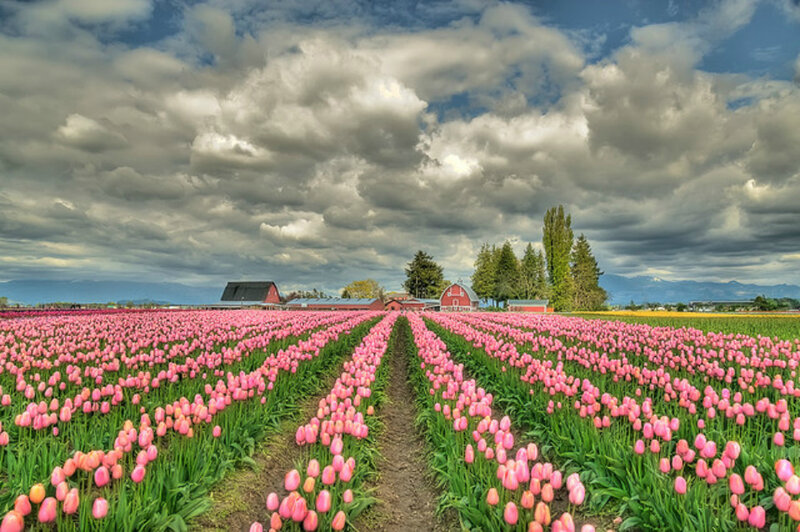 Rows of Pink Tulips — Dramatic