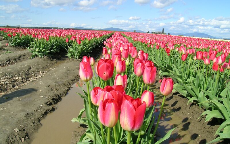Rows of pink tulips in a field
