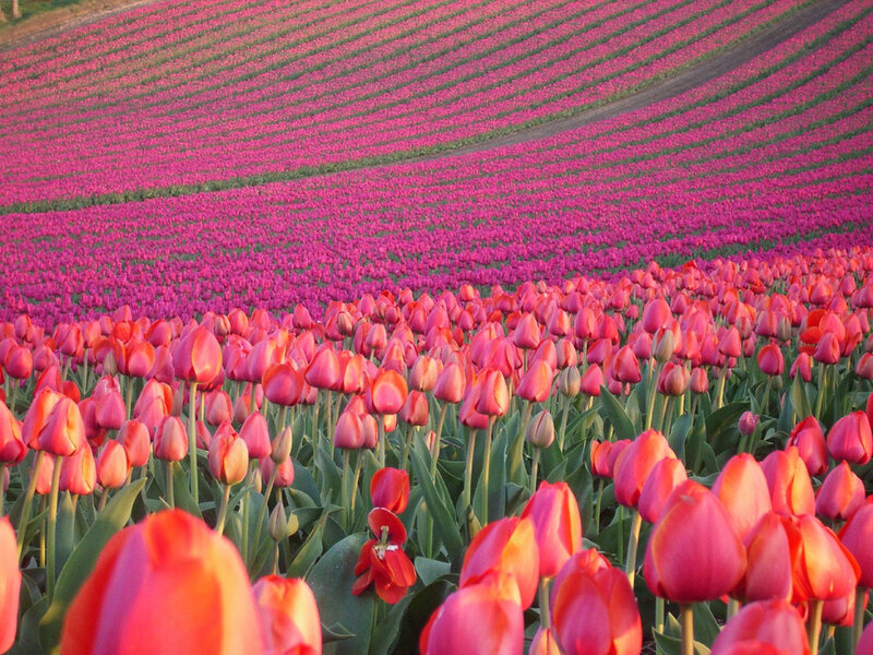 Rows of pink tulips in a field