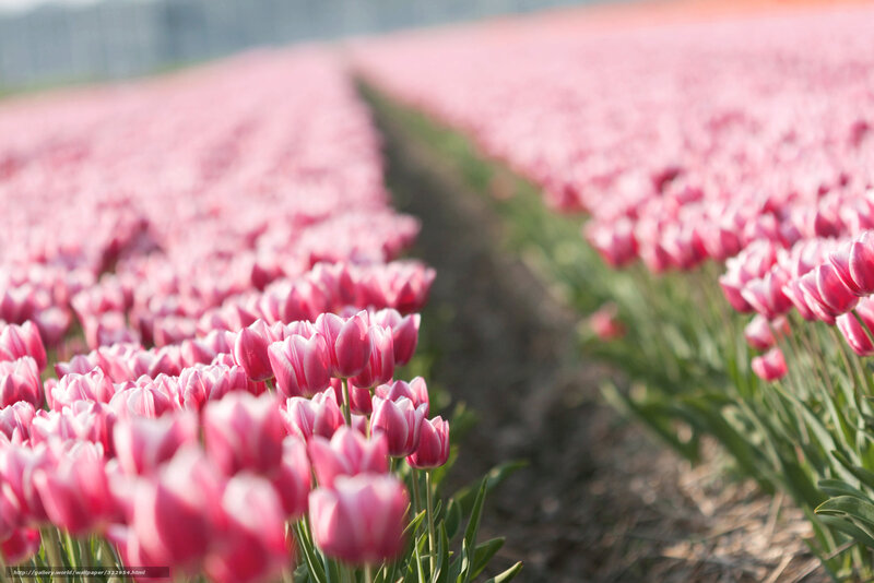 Rows of pink tulips in a field