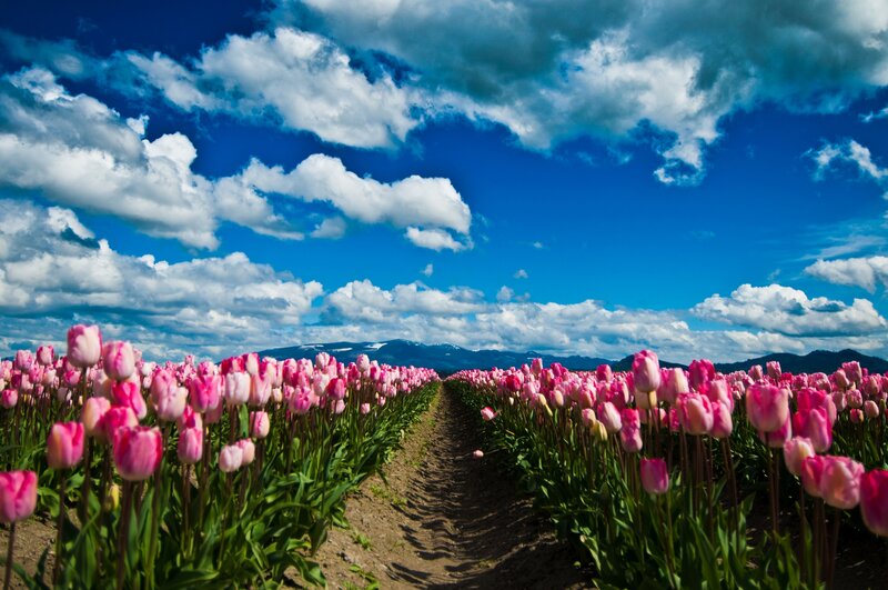 Rows of Pink Tulips — Serene, Spring, Photograph, Clouds
