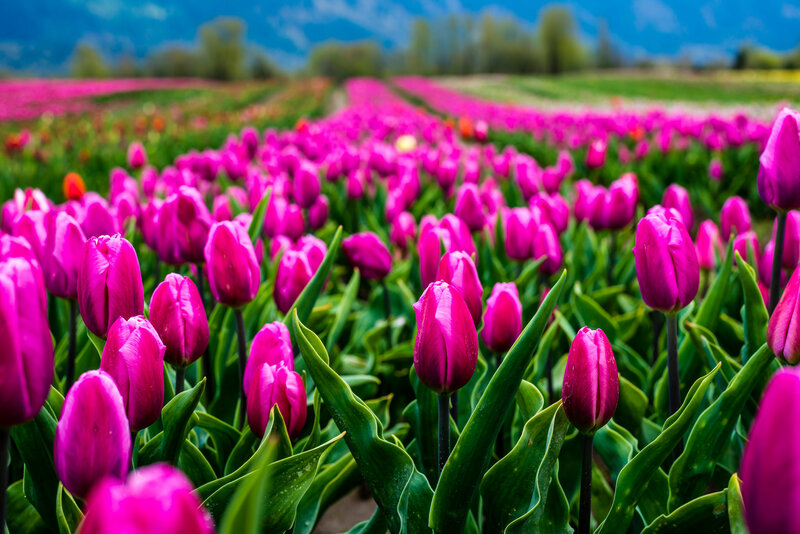 Rows of Pink Tulips — Serene, Spring, Photograph, Green Leaves