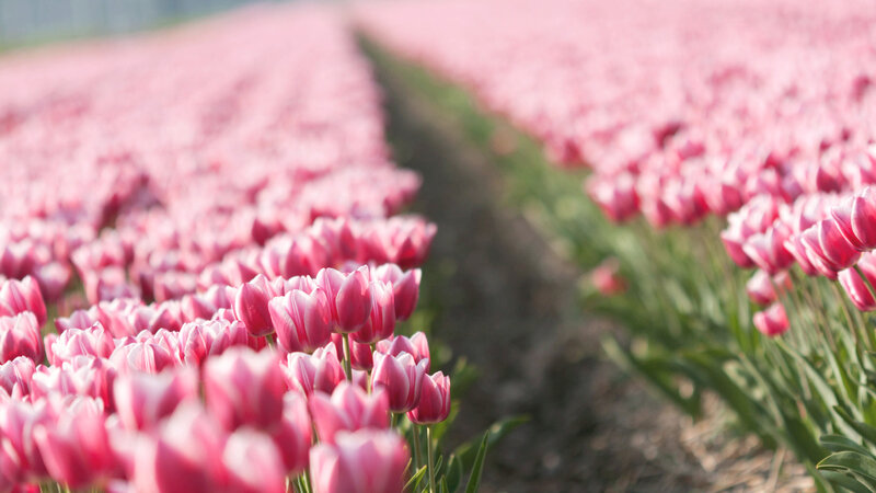 Rows of Pink Tulips — Serene, Spring, Photograph