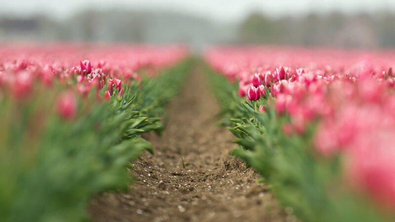 Rows of Pink Tulips — Serene, Spring