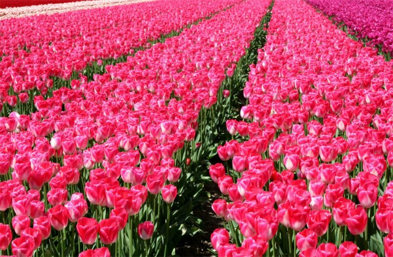 Rows of Pink Tulips — Serene