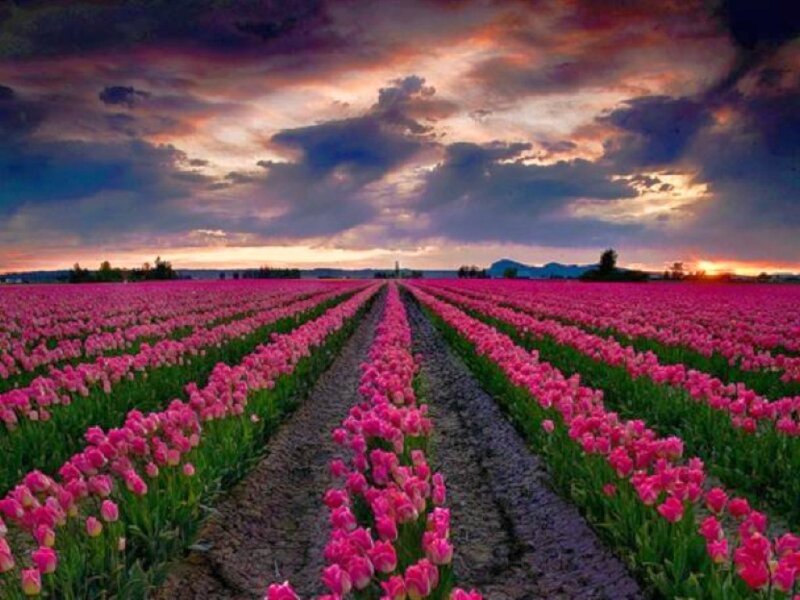 Rows of Pink Tulips