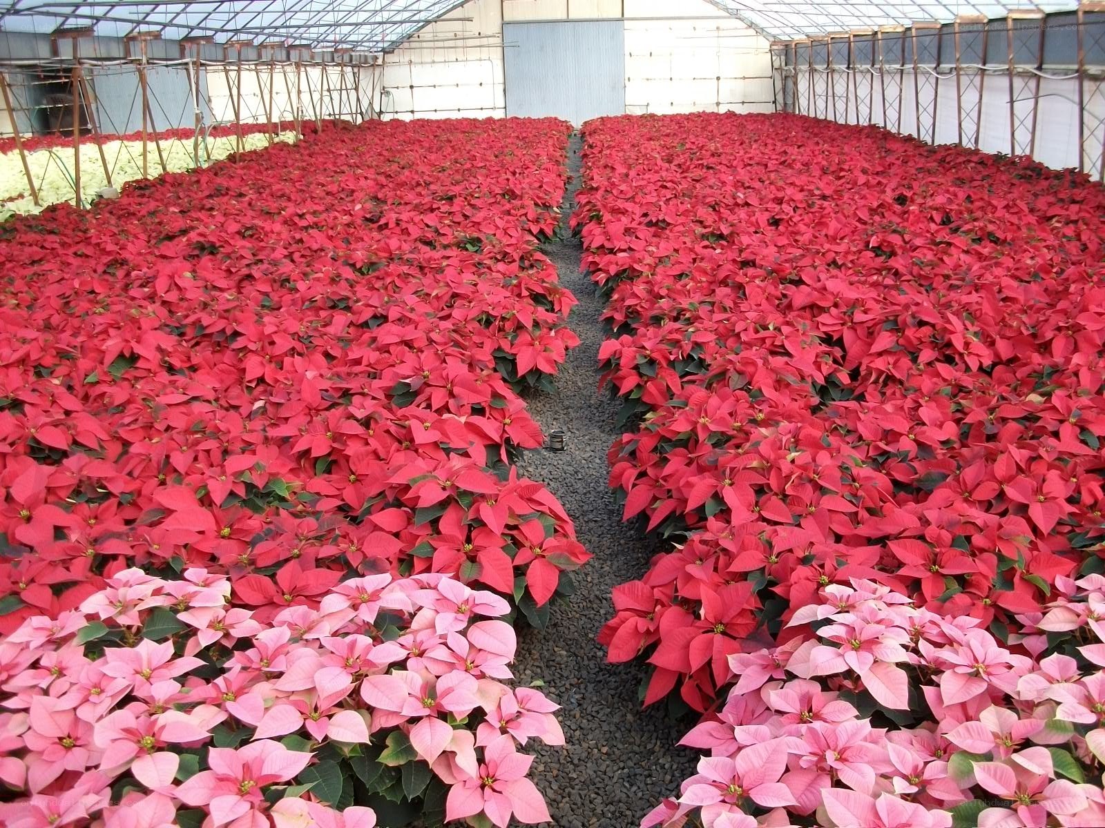 Rows of poinsettia plants