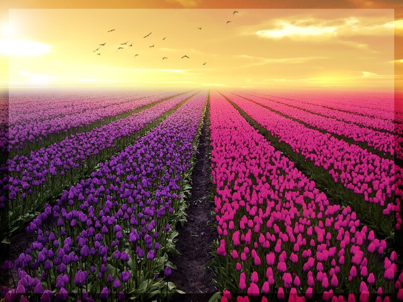 Rows of Purple and Pink Tulips