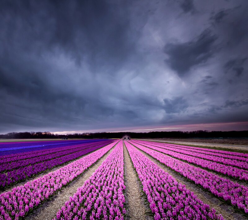 Rows of Purple Flowers — Dramatic