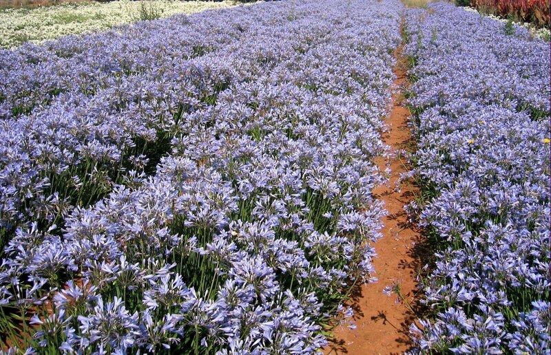 Rows of purple flowers in a field